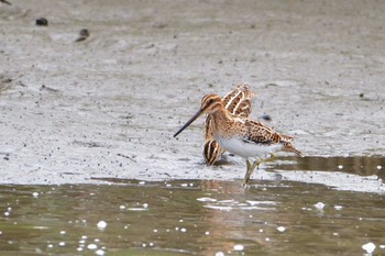 Common Snipe 多摩川河口 Sun, 5/7/2017