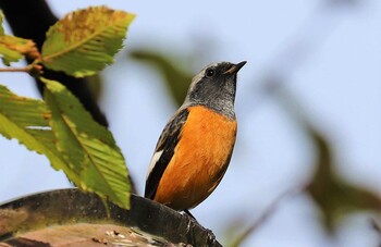 ジョウビタキ 早戸川林道 2021年11月2日(火)