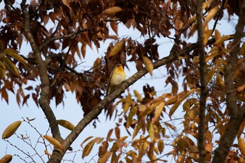 Mugimaki Flycatcher Osaka castle park Sun, 10/31/2021