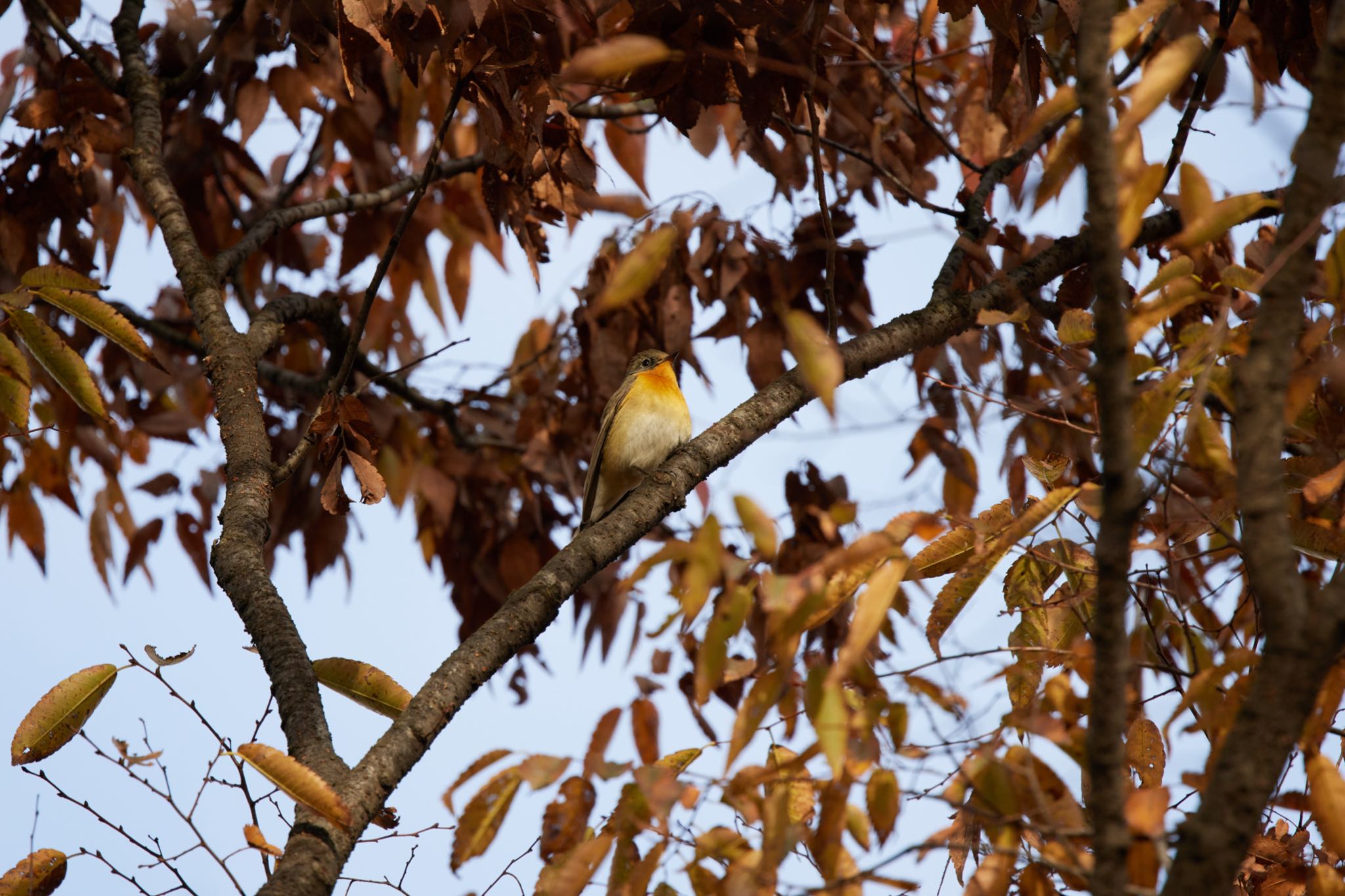 Photo of Mugimaki Flycatcher at Osaka castle park by 明石のおやじ