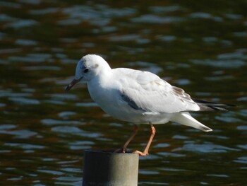 ユリカモメ 水元公園 2021年11月3日(水)