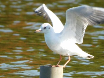2021年11月3日(水) 水元公園の野鳥観察記録