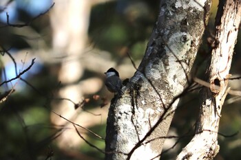 2021年11月3日(水) 富士山2合目の野鳥観察記録