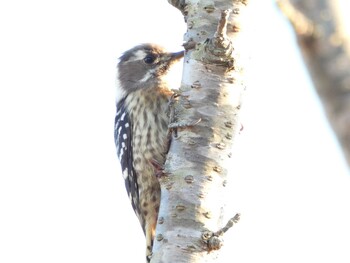 2021年10月29日(金) 山口県の野鳥観察記録