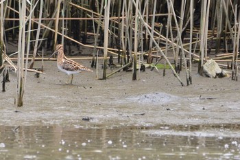 Common Snipe 多摩川河口 Sun, 5/7/2017