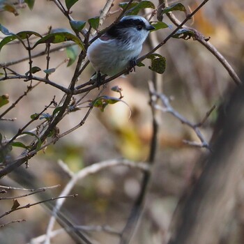 2021年11月3日(水) 山梨県の野鳥観察記録