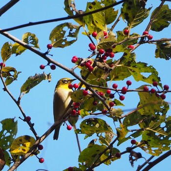 Warbling White-eye 山梨県 Wed, 11/3/2021