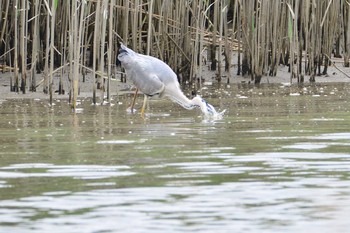 Grey Heron 多摩川河口 Sun, 5/7/2017