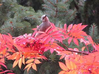 2021年11月3日(水) 中島公園の野鳥観察記録