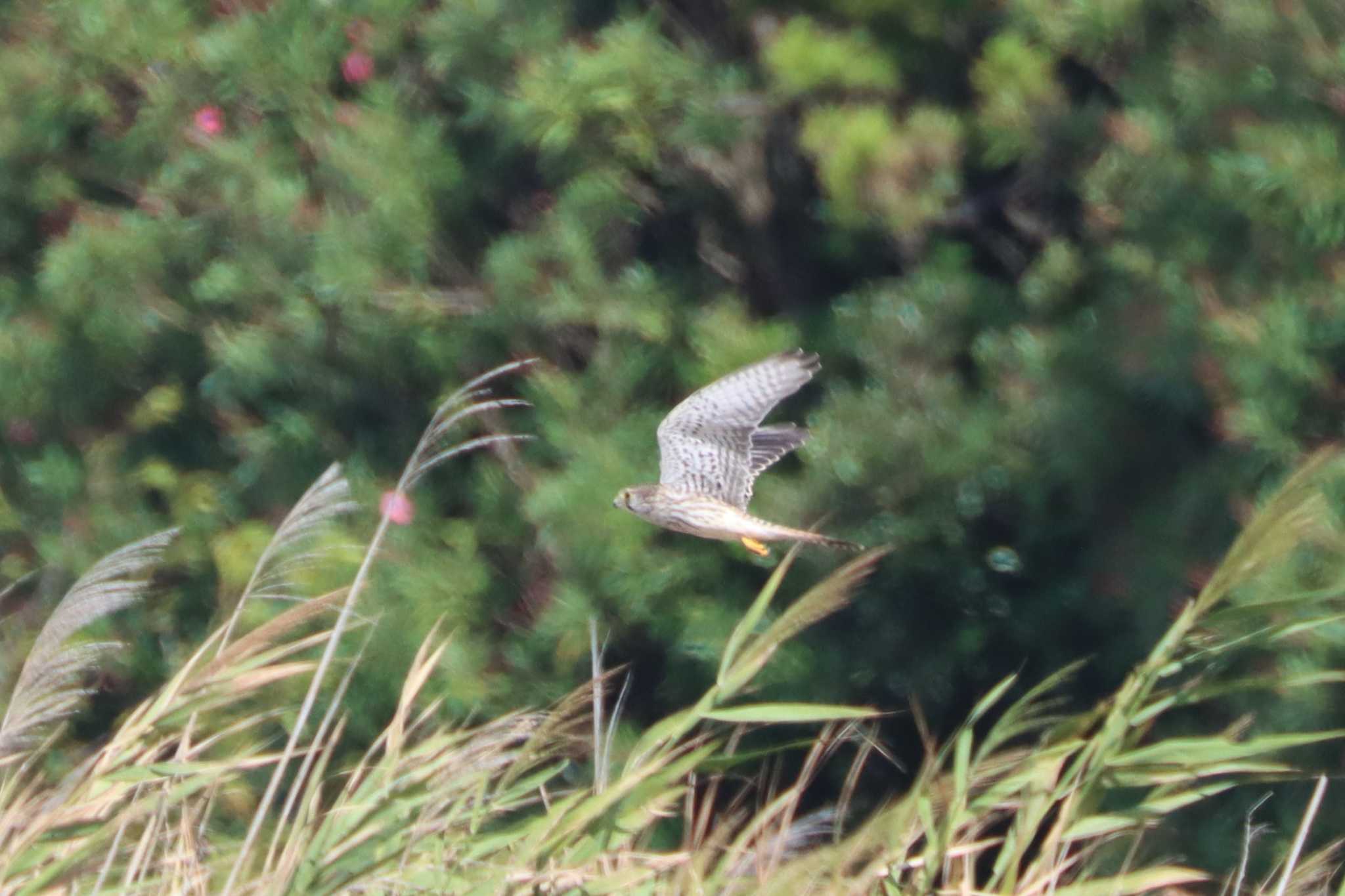 ふなばし三番瀬海浜公園 チョウゲンボウの写真 by ぼぼぼ