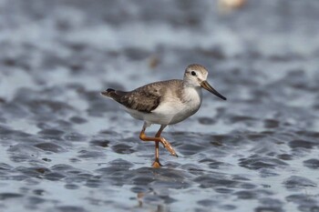 2021年8月21日(土) ふなばし三番瀬海浜公園の野鳥観察記録