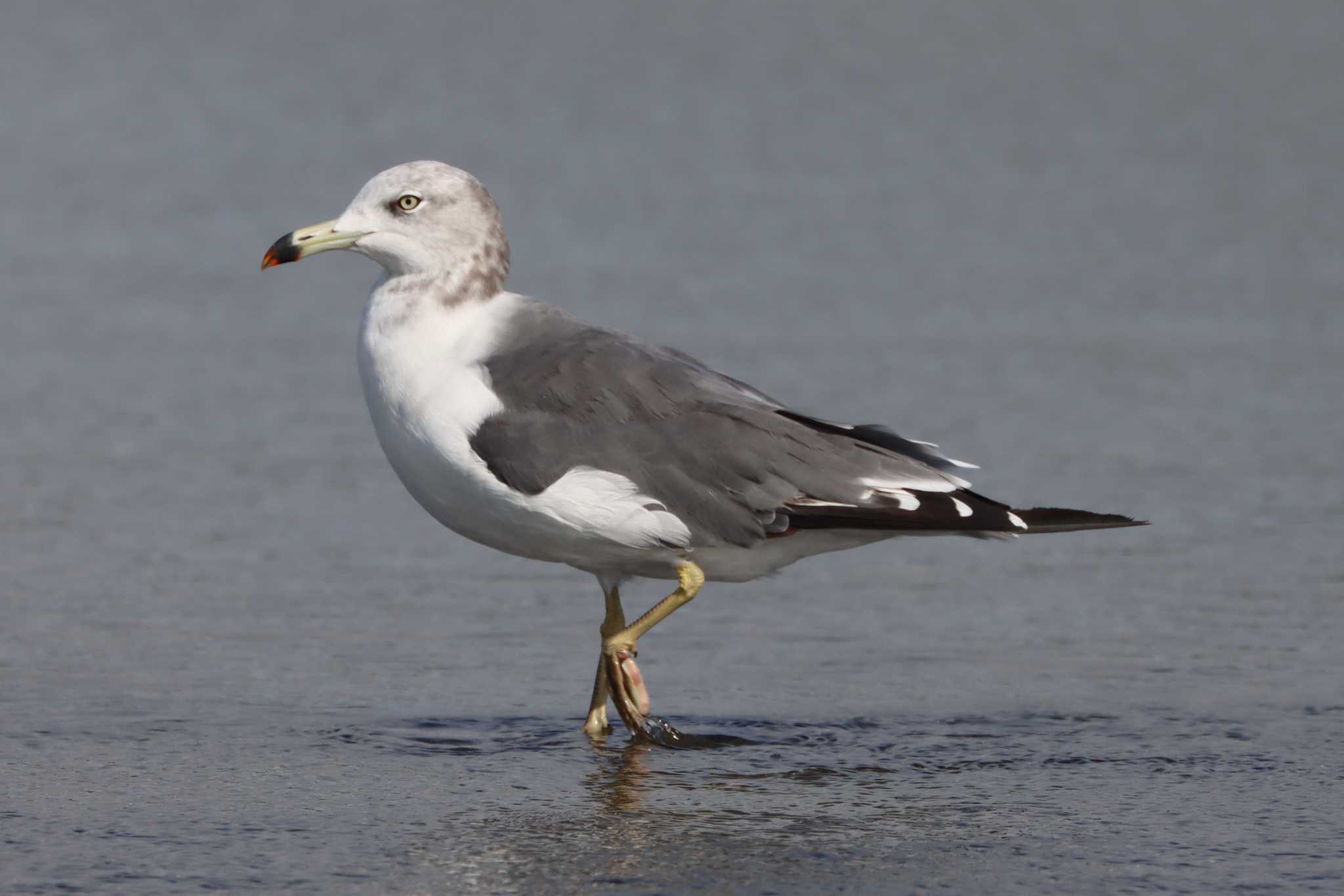 ふなばし三番瀬海浜公園 ウミネコの写真