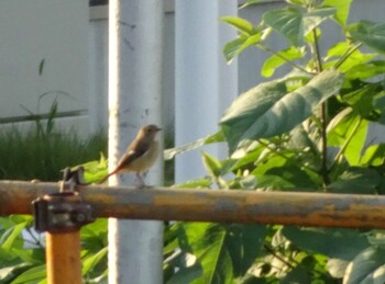 Daurian Redstart 自宅前 Sat, 10/30/2021