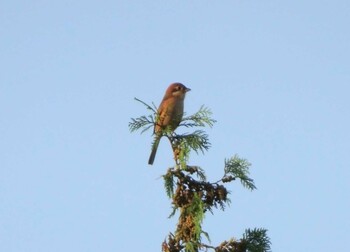 Bull-headed Shrike 自宅前 Wed, 11/3/2021