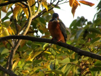 Common Kingfisher Inokashira Park Wed, 11/3/2021