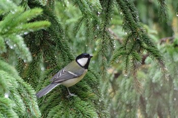 2021年11月3日(水) 福井緑地(札幌市西区)の野鳥観察記録