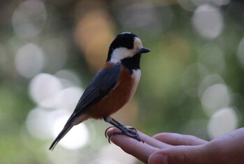 2021年2月7日(日) 見沼自然公園の野鳥観察記録