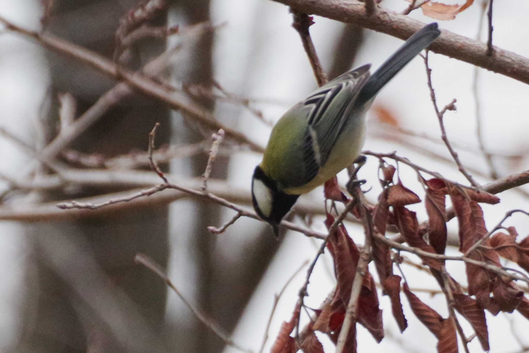 シジュウカラ