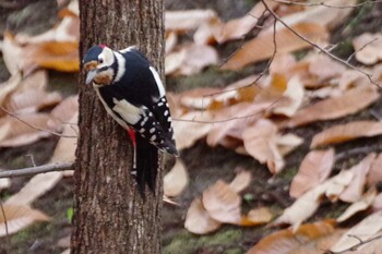 2021年11月3日(水) 西野緑道(札幌市西区)の野鳥観察記録