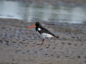 2021年11月3日(水) 船橋三番瀬公園の野鳥観察記録