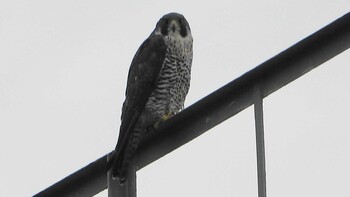 2021年11月2日(火) 三滝川の野鳥観察記録