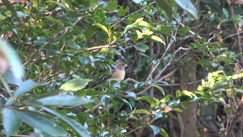 2021年11月3日(水) 三重県民の森の野鳥観察記録