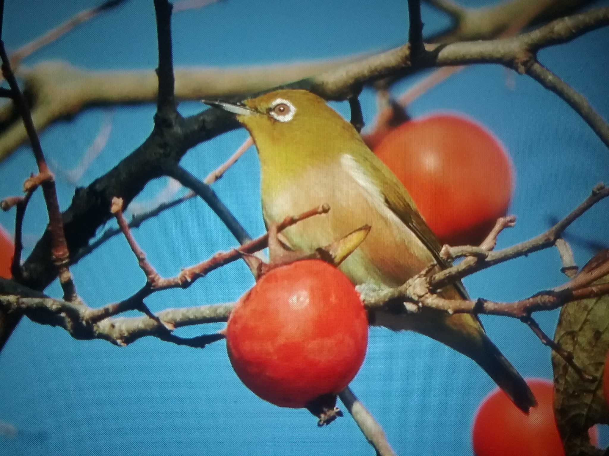 Warbling White-eye