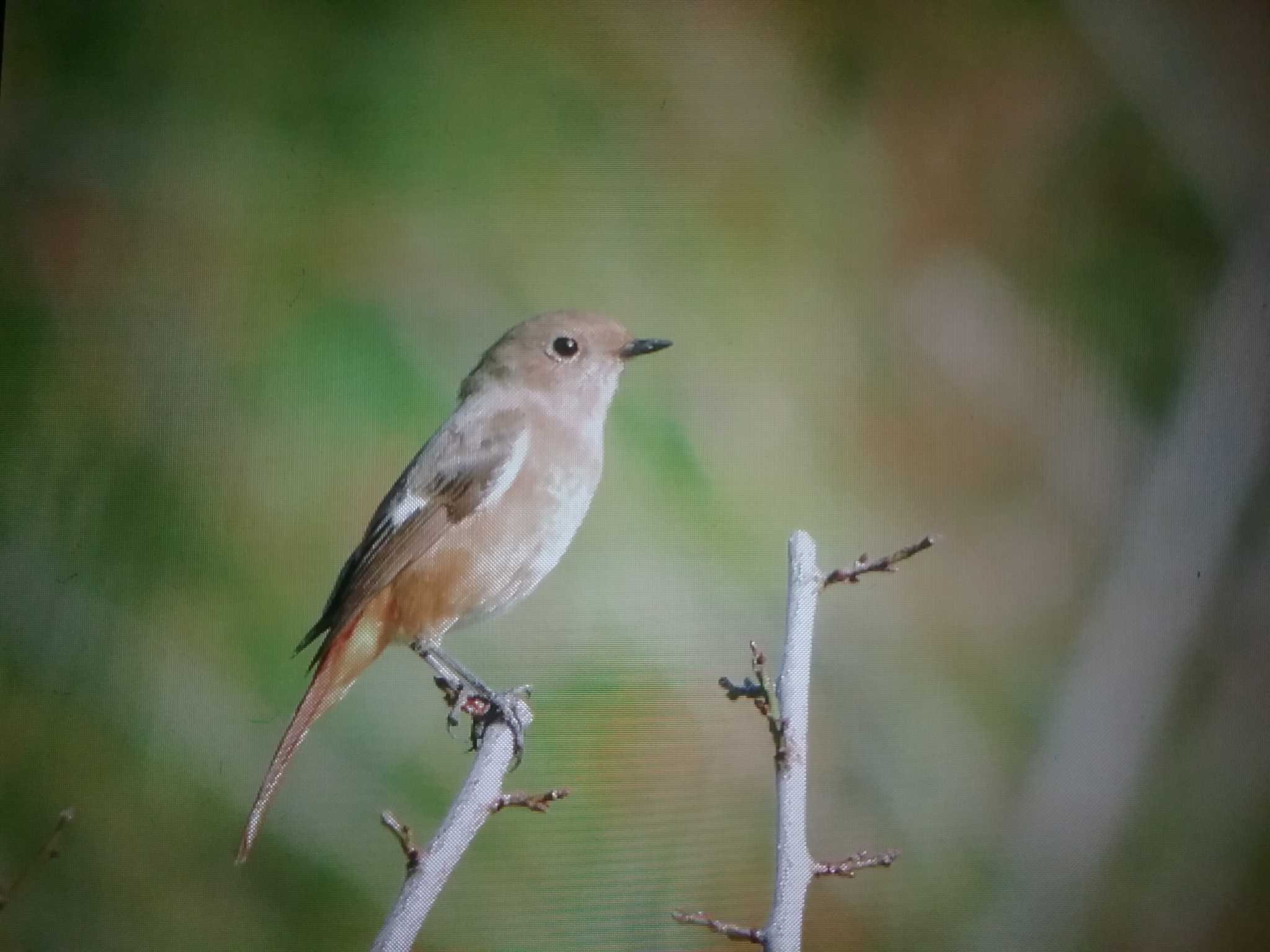 Daurian Redstart