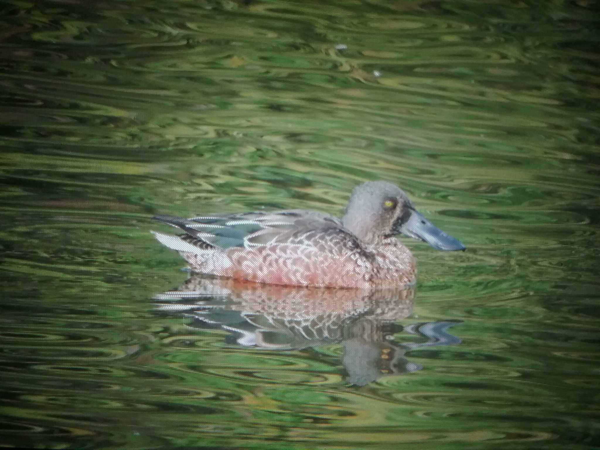 Northern Shoveler