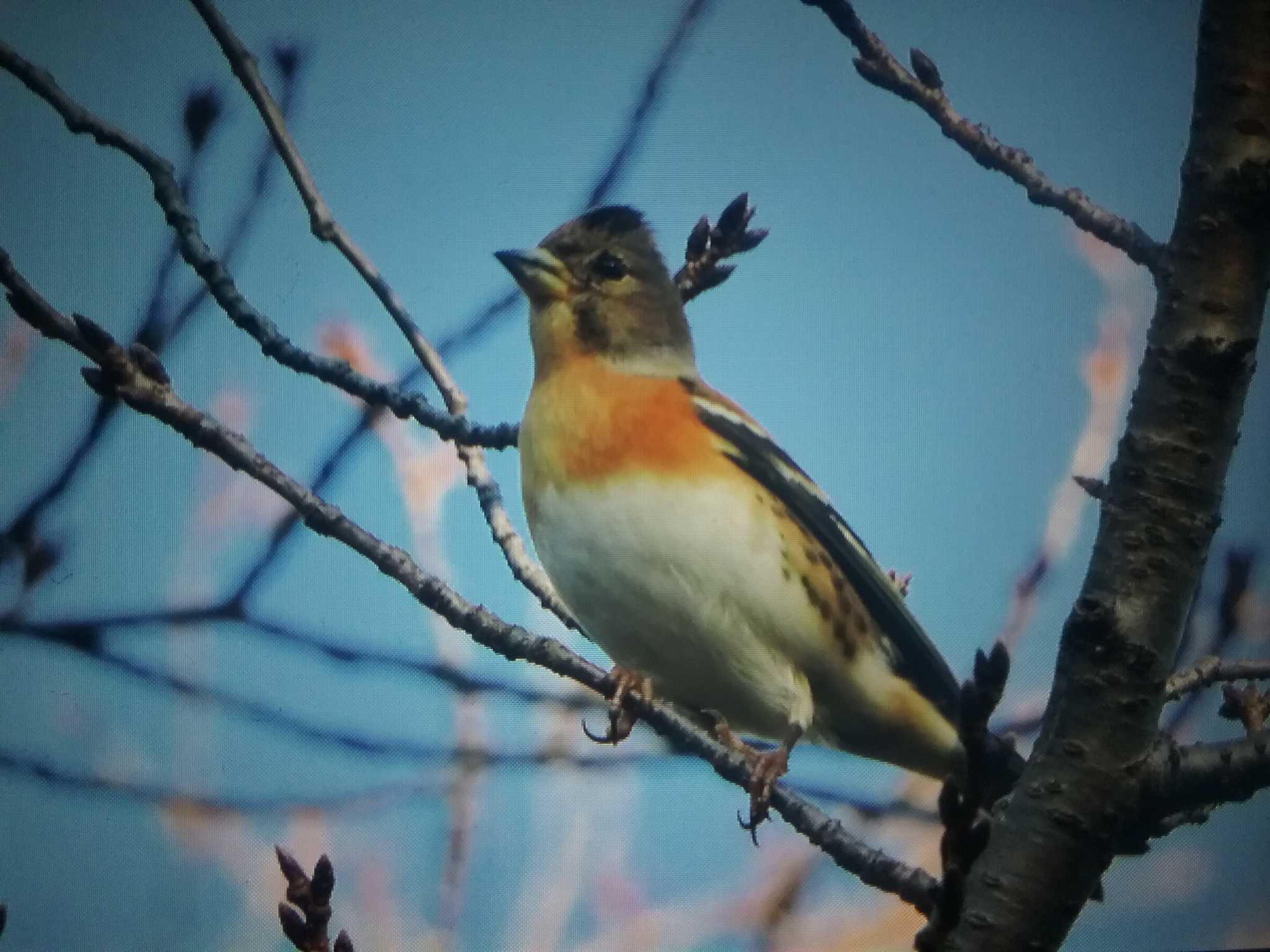 Brambling