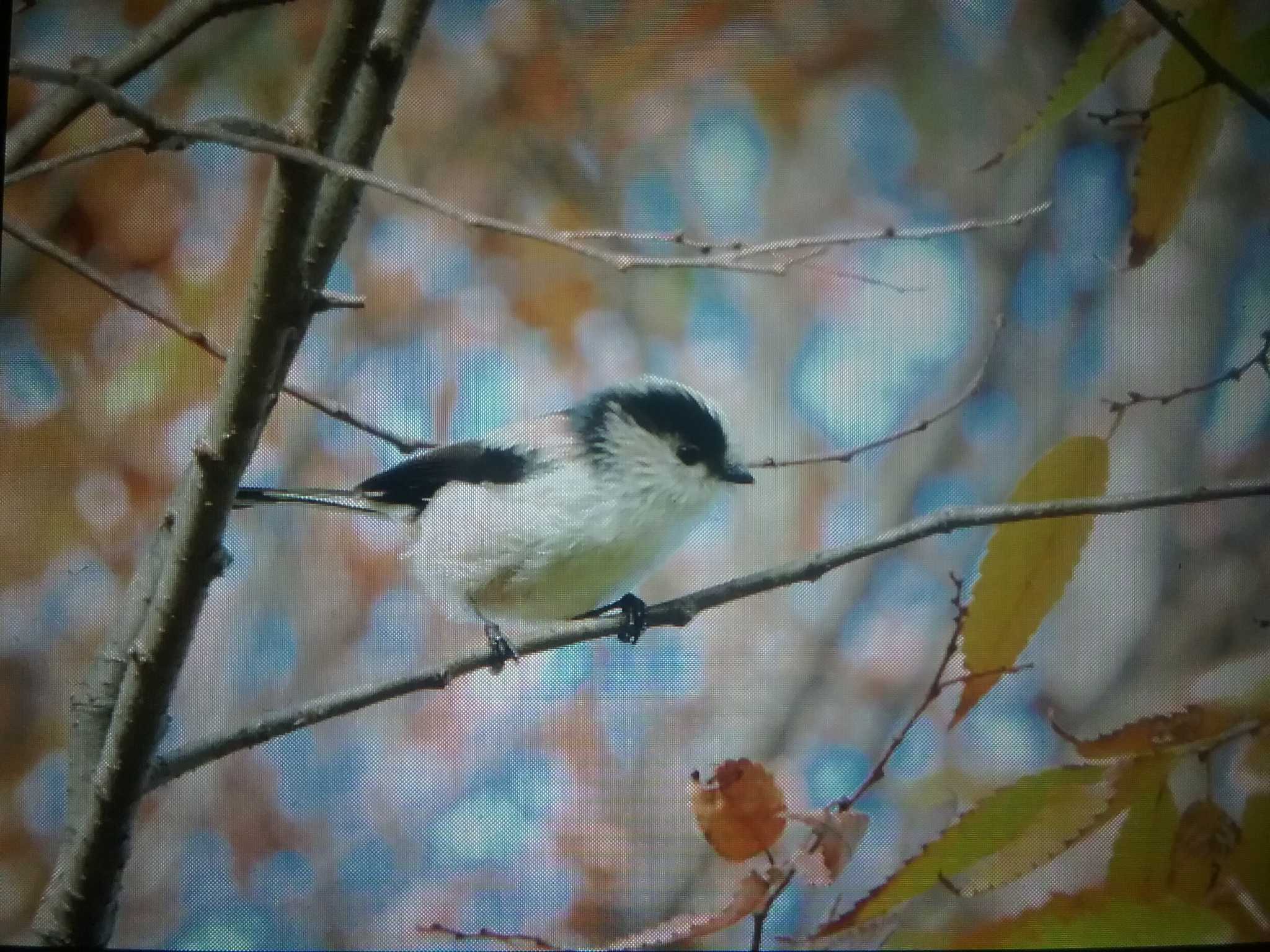 Long-tailed Tit