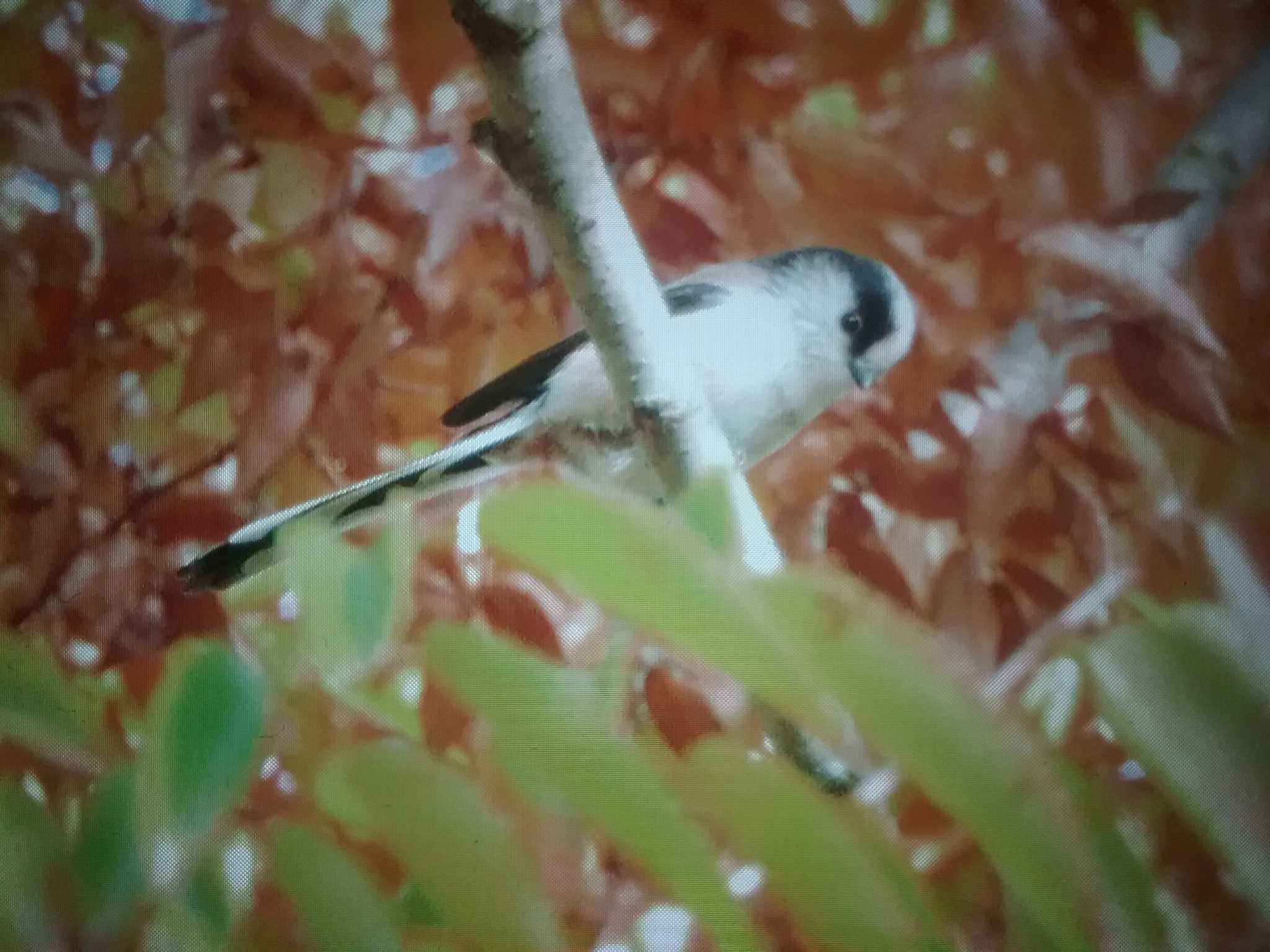 Long-tailed Tit