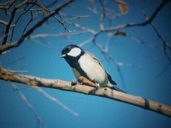 シジュウカラ 馬見丘陵公園 2021年11月3日(水)