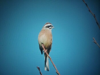 ホオジロ 馬見丘陵公園 2021年11月3日(水)