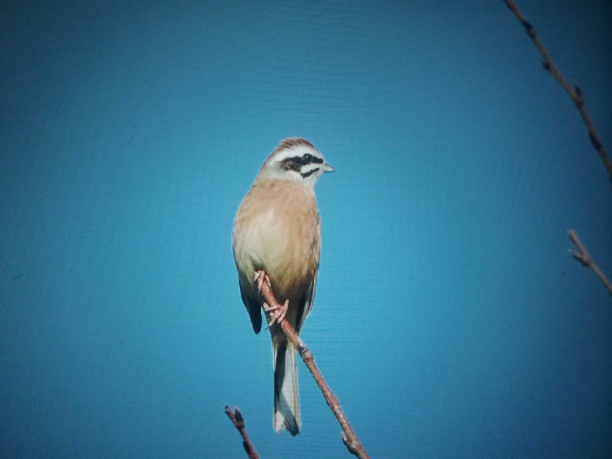 Meadow Bunting