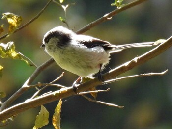 Long-tailed Tit 各務野自然遺産の森 Wed, 11/3/2021