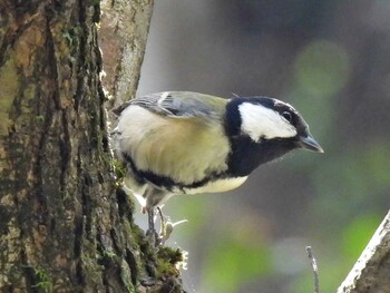 Japanese Tit 各務野自然遺産の森 Wed, 11/3/2021