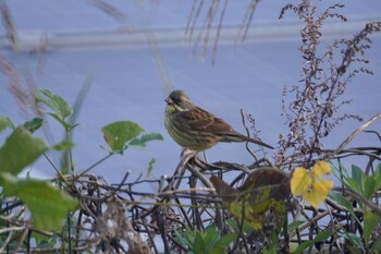 Masked Bunting 泉南市 Wed, 11/3/2021