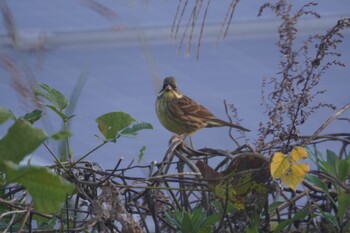 Masked Bunting 泉南市 Wed, 11/3/2021