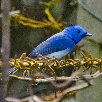 クロエリヒタキ Nam Nao National Park 2021年11月3日(水)