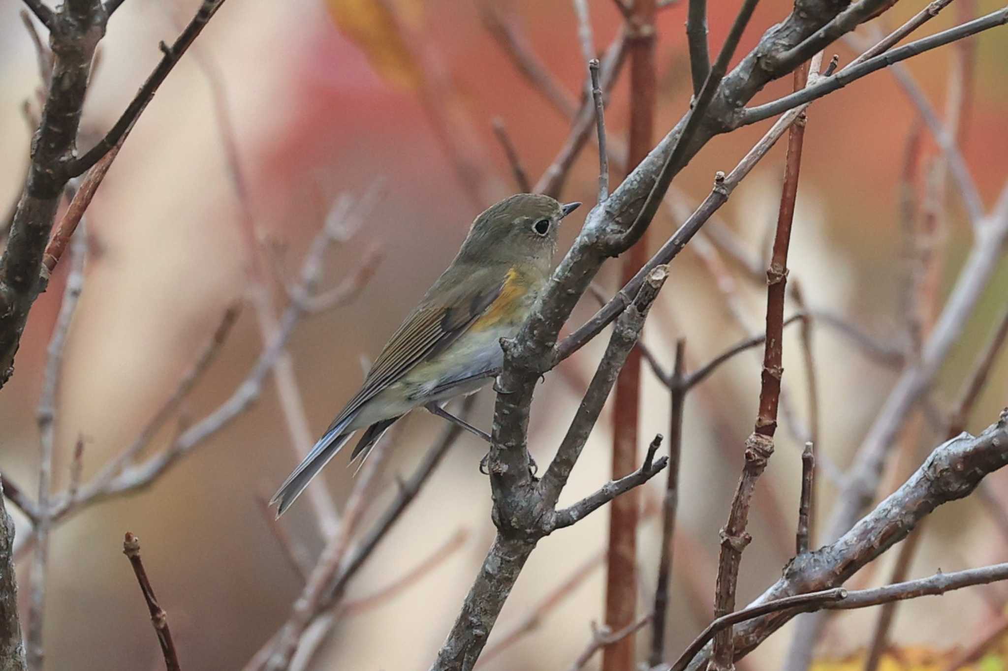 Red-flanked Bluetail