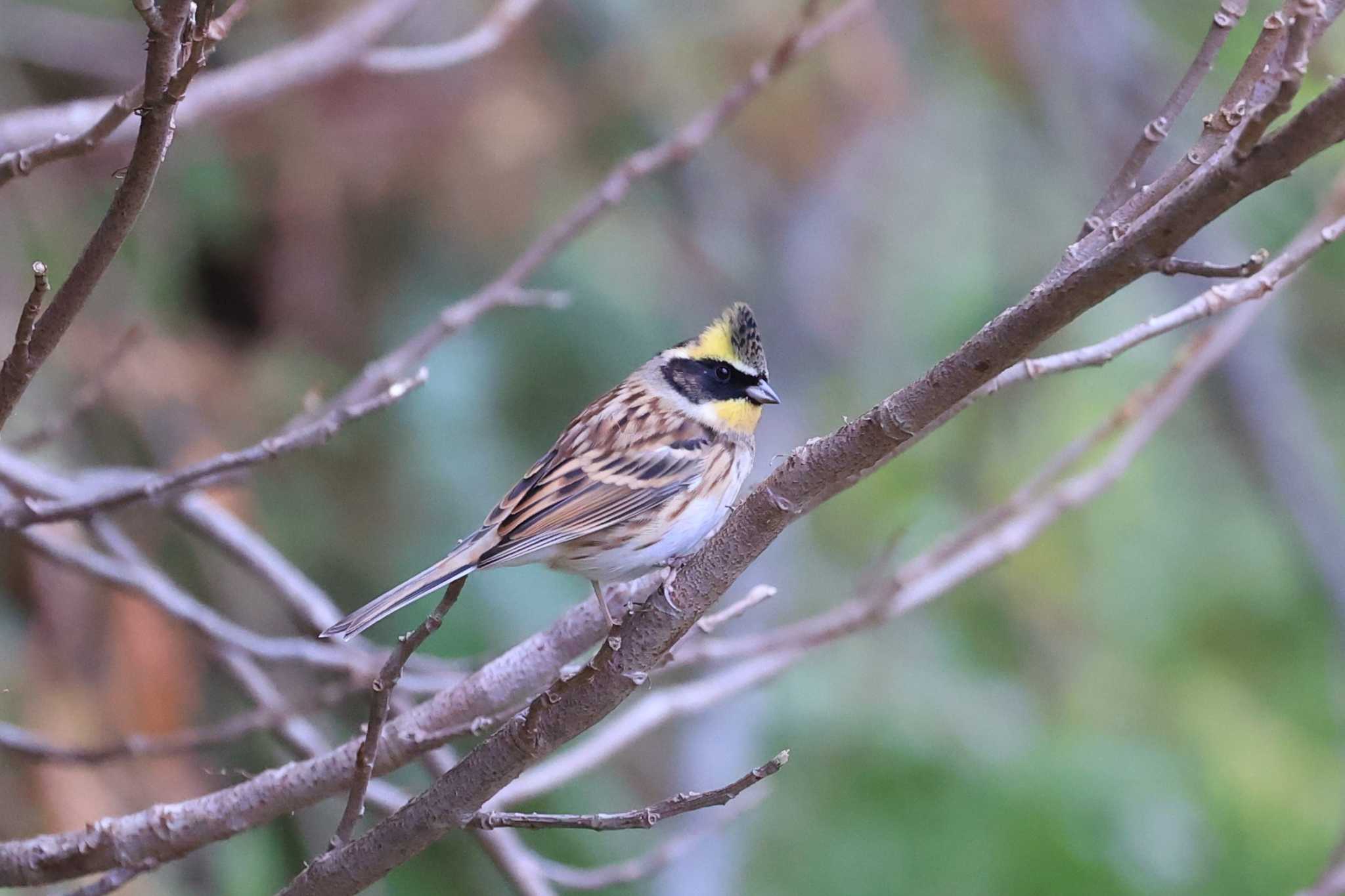 Yellow-throated Bunting