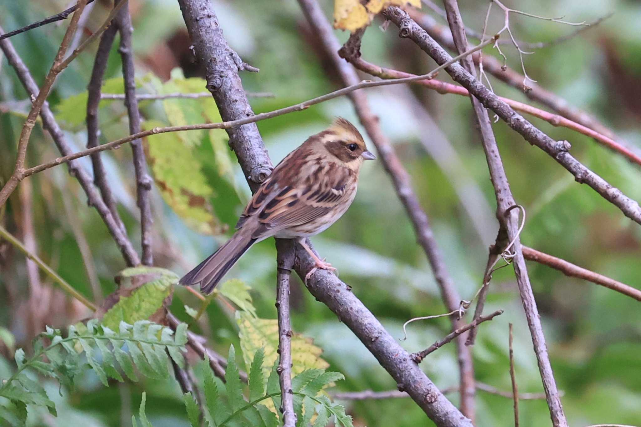 Yellow-throated Bunting