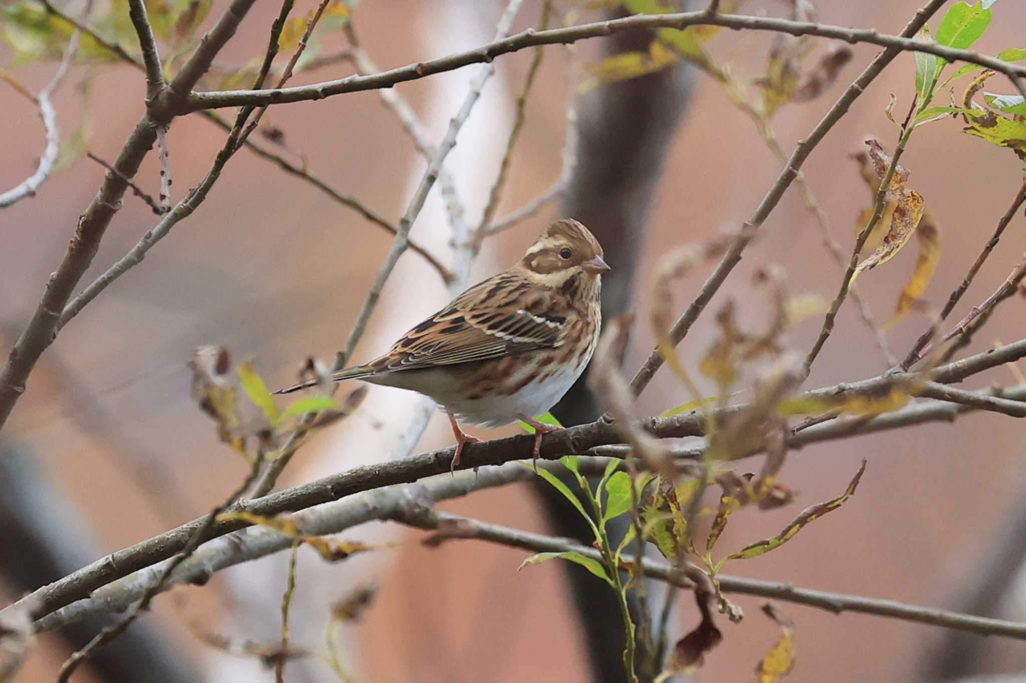 Rustic Bunting