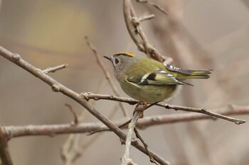 Wed, 11/3/2021 Birding report at Hakodateyama