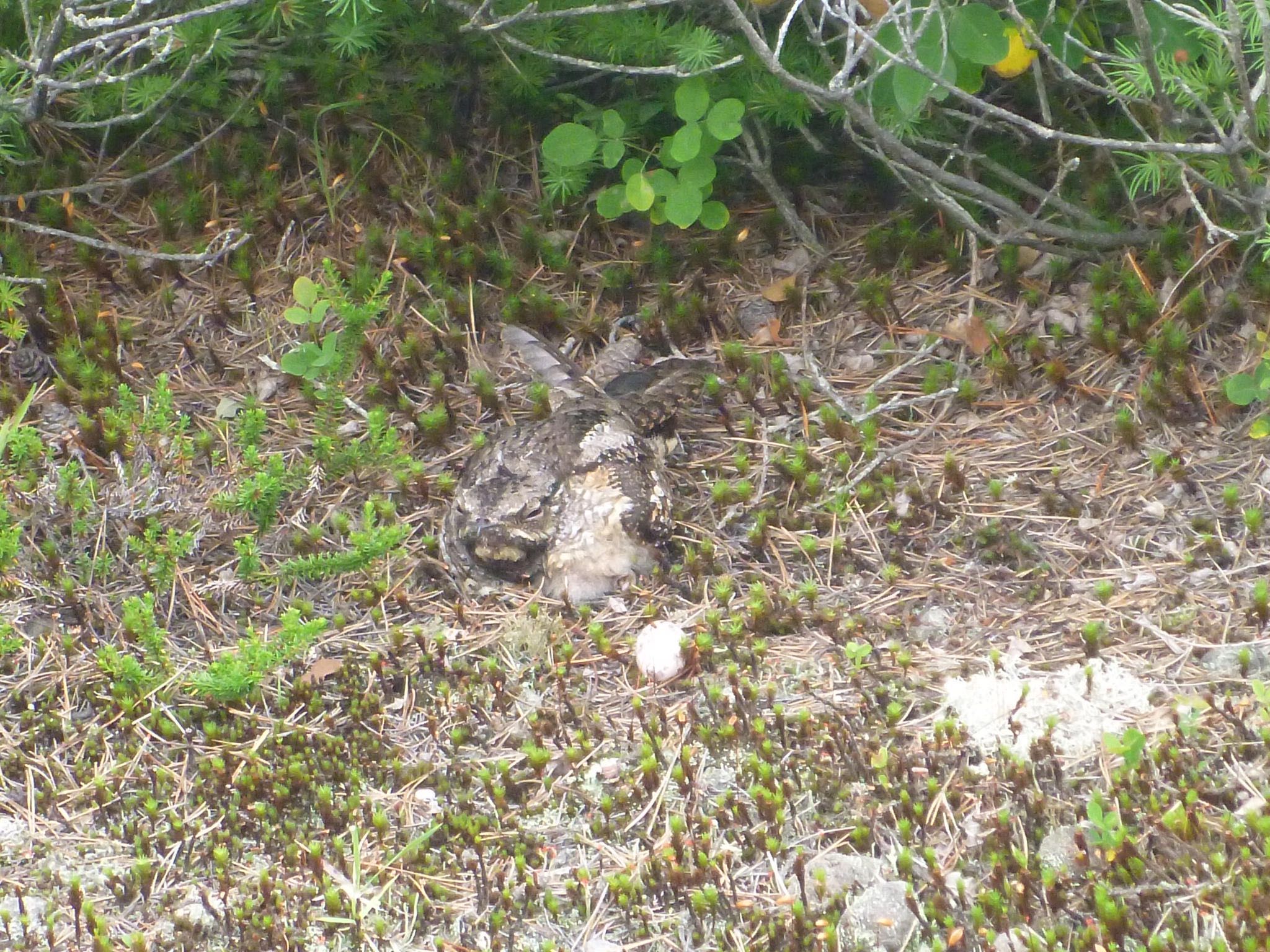 Photo of Grey Nightjar at 浅間山 by むかいさん