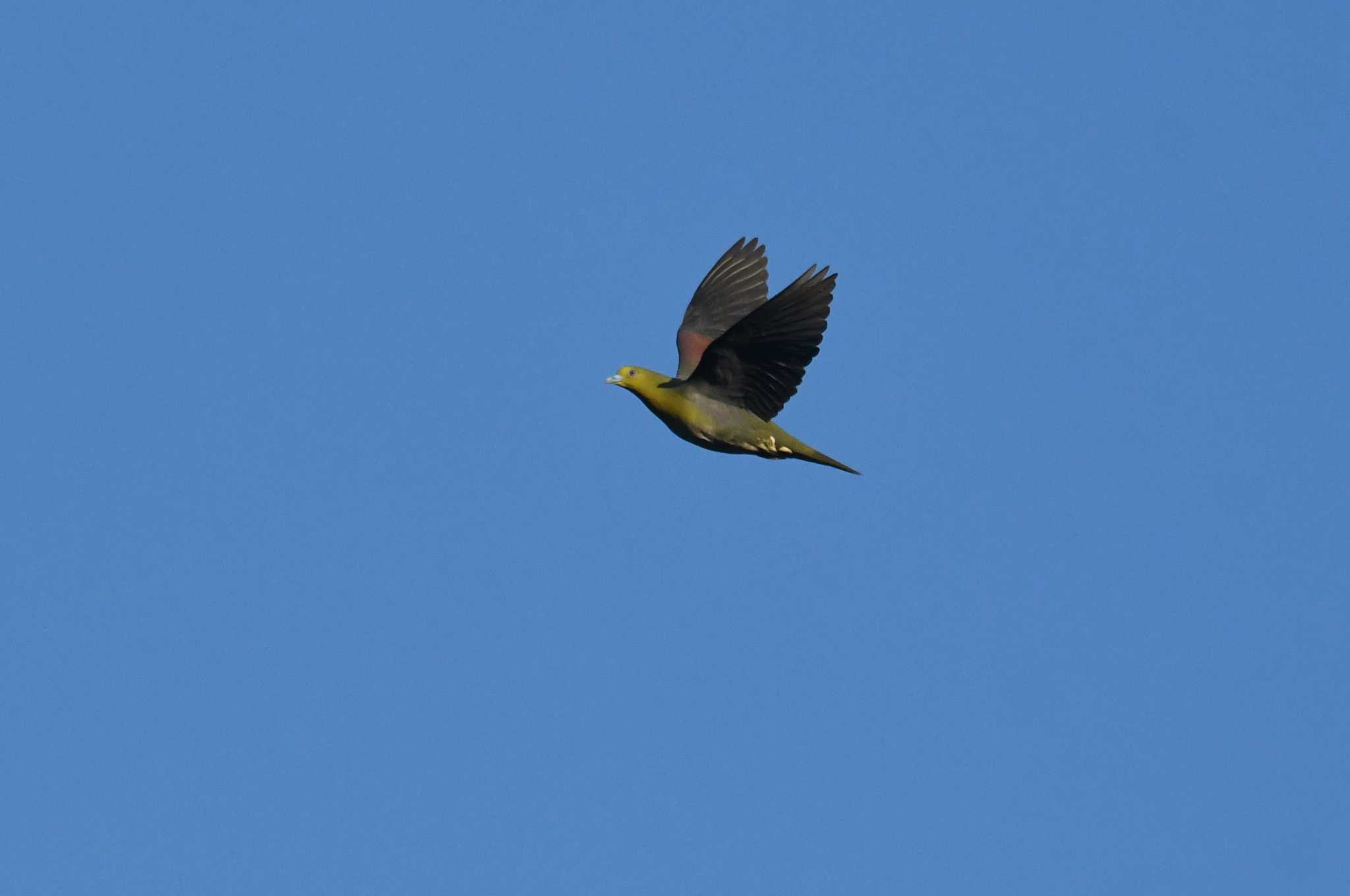 White-bellied Green Pigeon