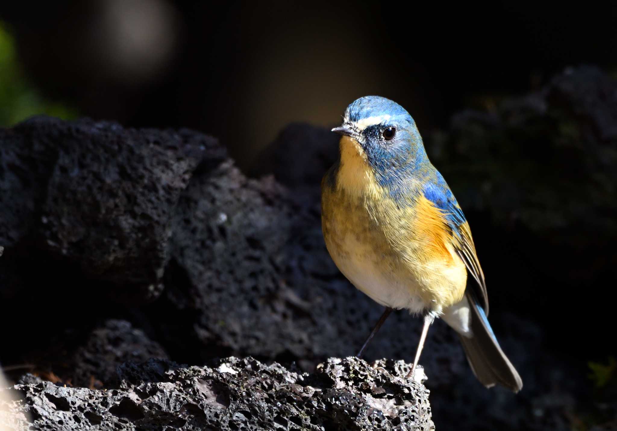 Photo of Red-flanked Bluetail at Okuniwaso(Mt. Fuji) by 塩コンブ