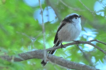 未同定 場所が不明 2017年5月6日(土)