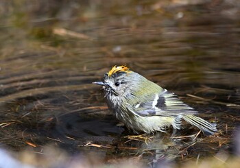 2021年11月3日(水) 奥庭荘(富士山)の野鳥観察記録